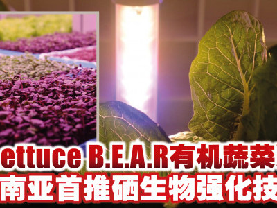 De Lettuce B.E.A.R有机蔬菜系列  东南亚首推硒生物强化技术